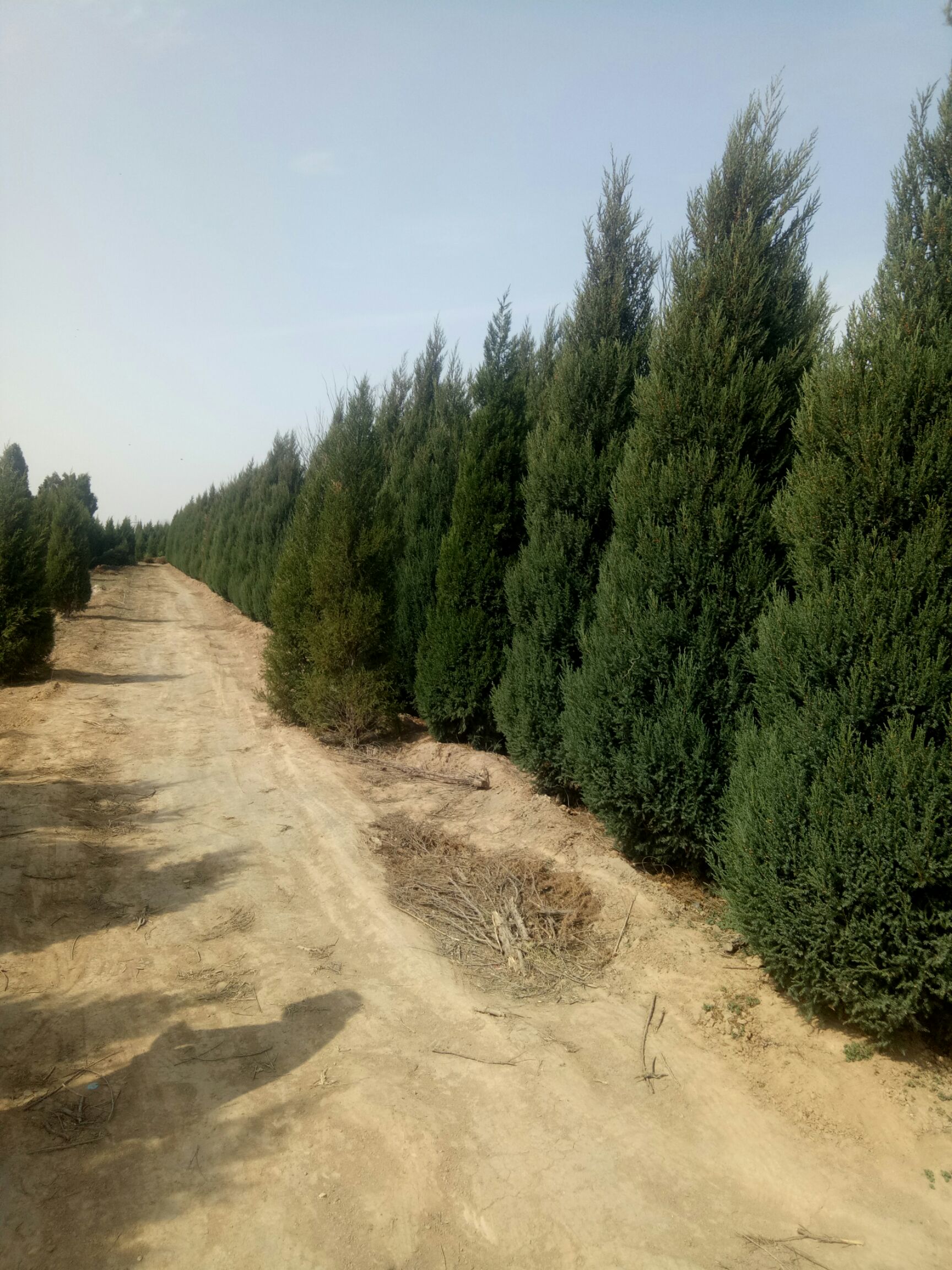 蜀柏 大规格的蜀桧