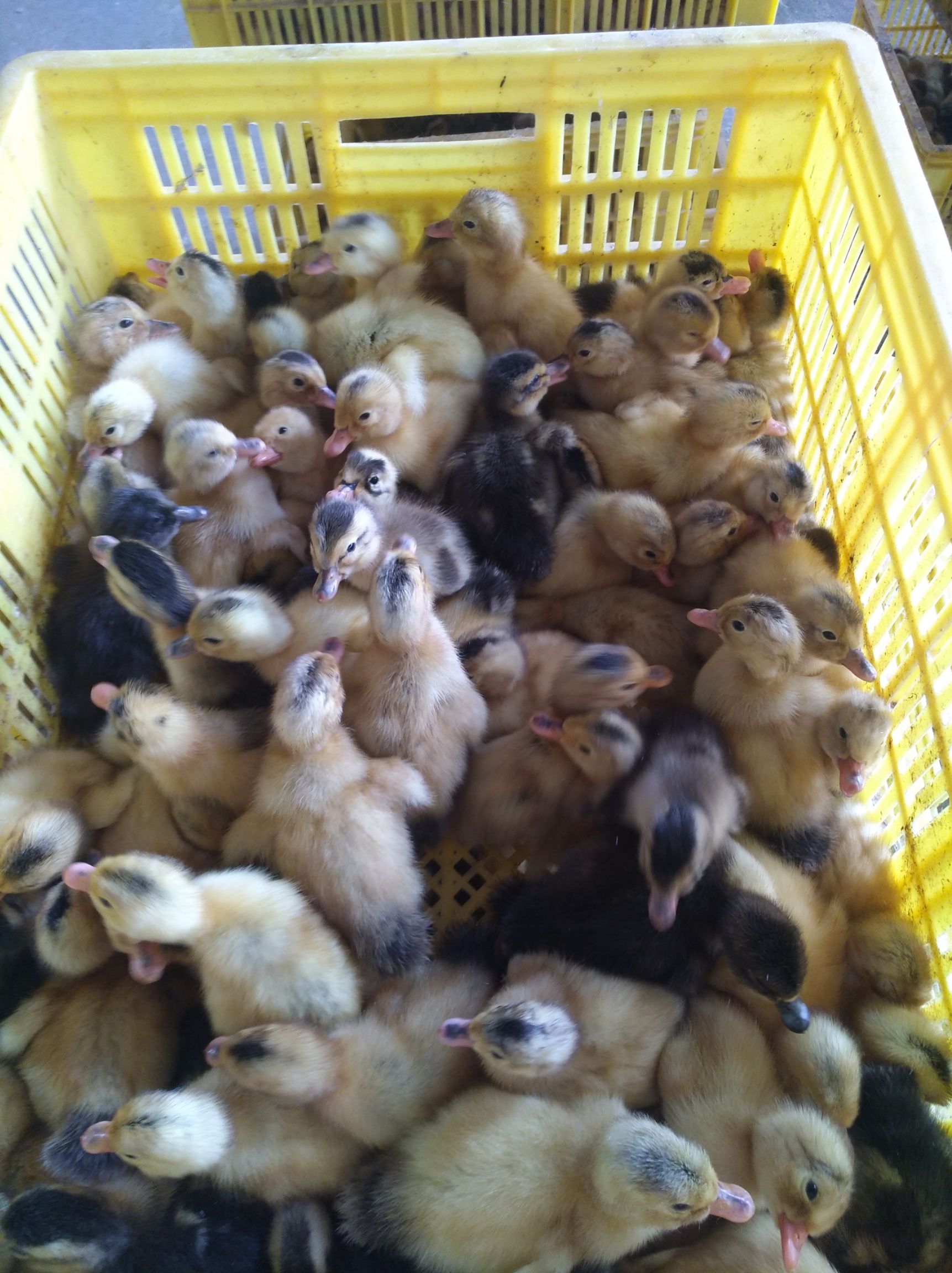  杂交鸭苗  黄麻鸭苗