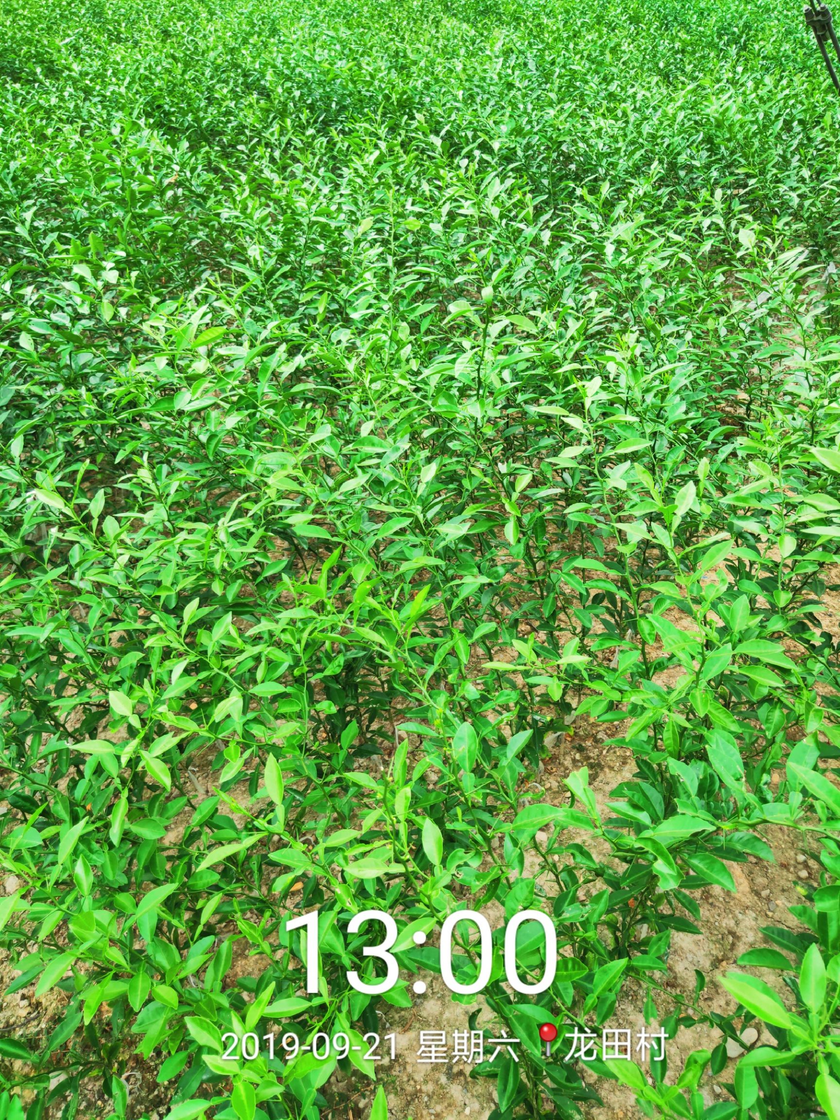 软枝香橙苗 软枝香橙抗病抗酸碱嫁接杂交柑理想的选择