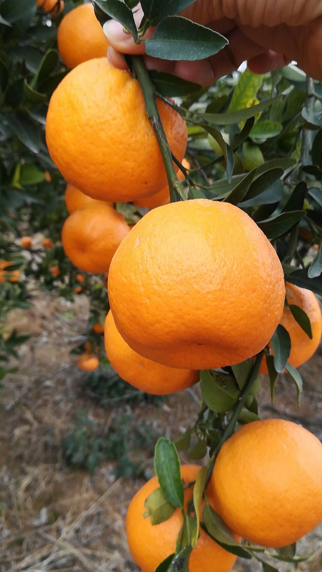  蜜桔