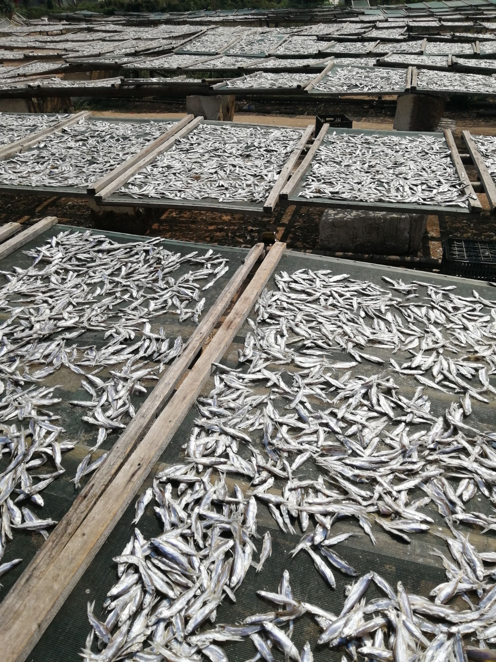 翘嘴白咸鱼干刁子鱼干小鱼干风干鱼