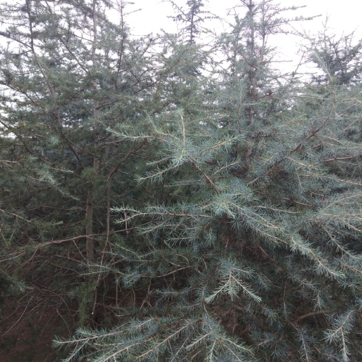 玉溪垂枝雪松