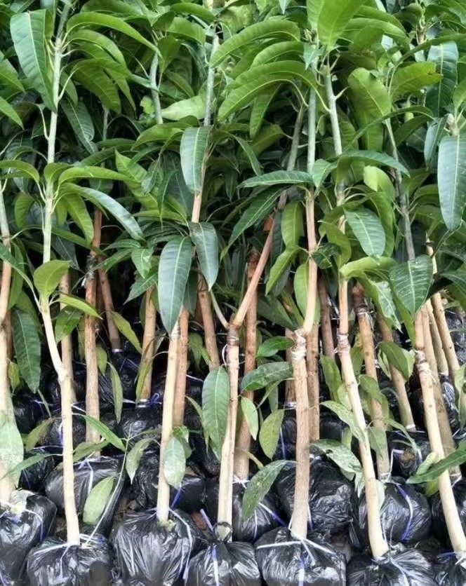 桂七芒果苗     桂七苗