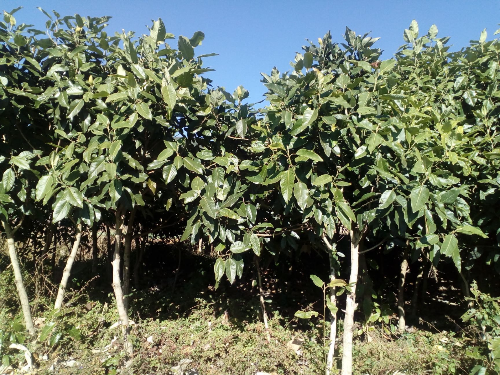 老人葵  山玉兰断根精品和老人癸