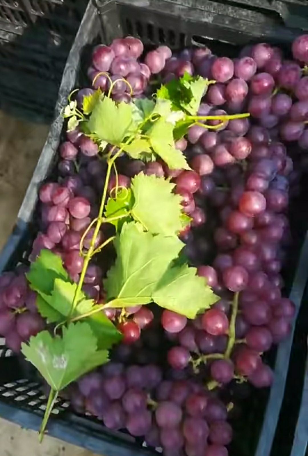 巨峰葡萄 请不要拍了，已售完，下单朋友请赶紧联系！