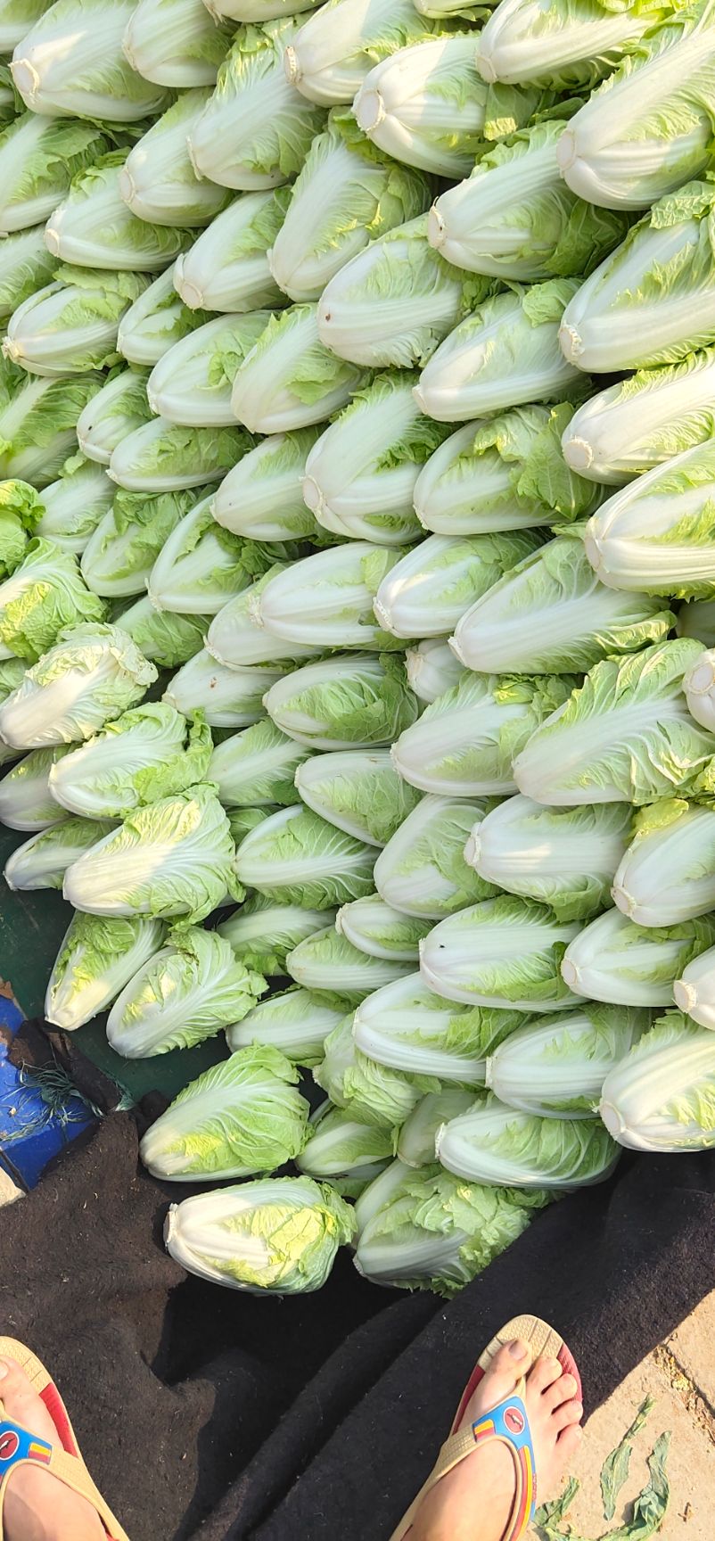 黄心大白菜  夏阳白菜，抗热王白菜，山东肥城大量供应，山东大白菜