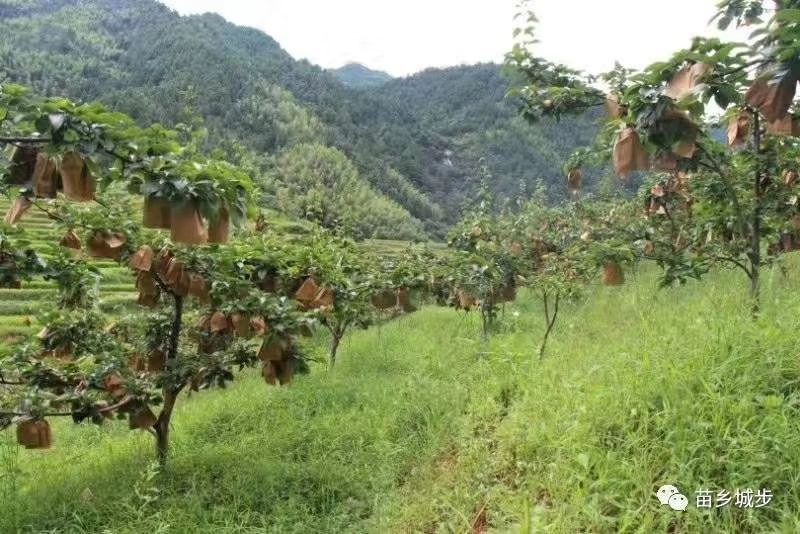 保鲜箱 苗乡梨 水份多 现摘现发 保证新鲜