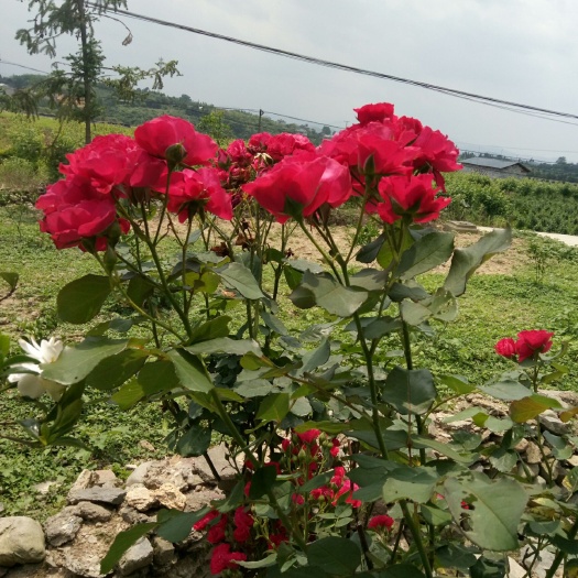 洪江市 九头玫瑰花
