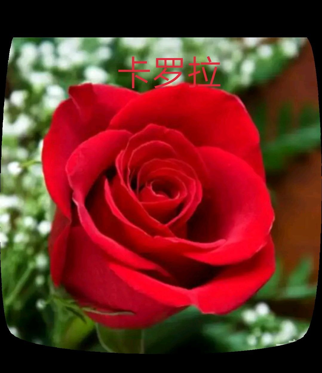  玫瑰苗 月季苗  大花月季  多头月季