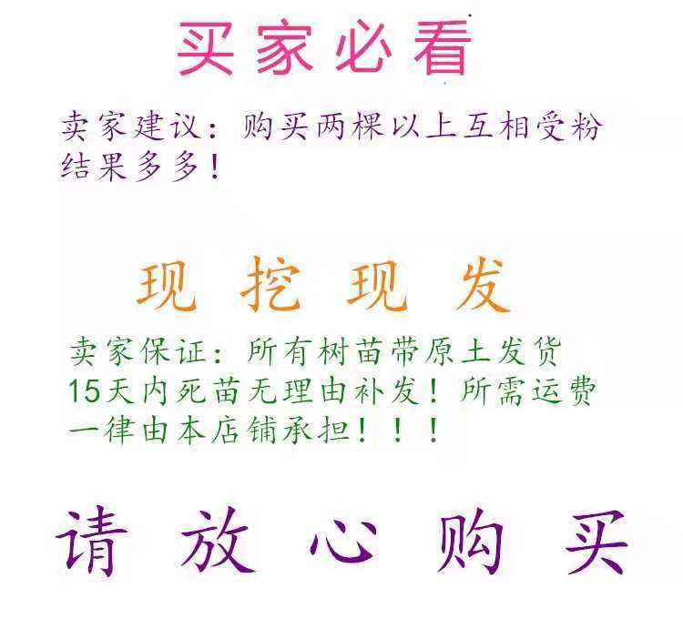 烟富10苹果苗 盆栽苹果苗！盆景！当年结果！带果发货