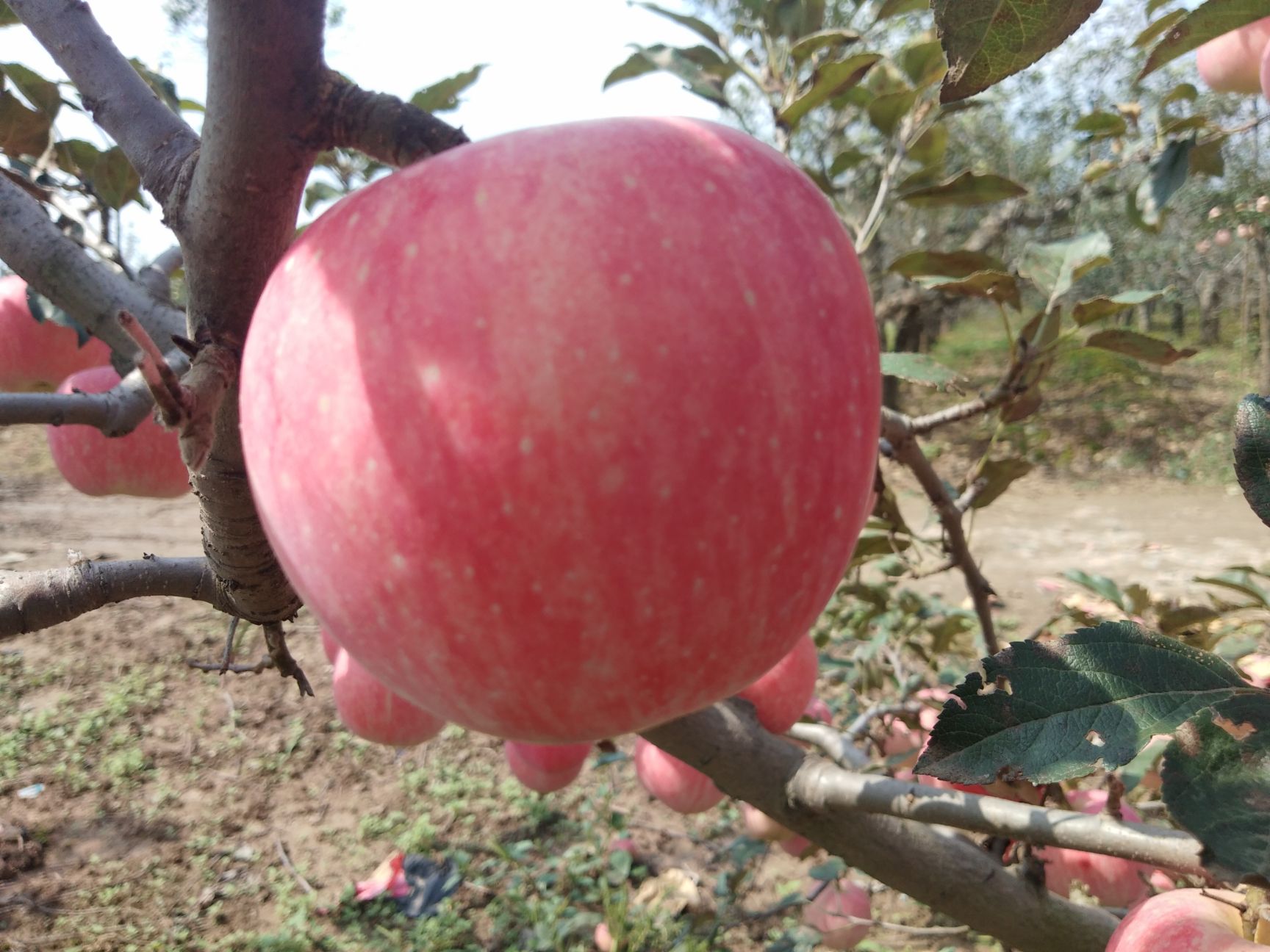 本地大量红富士苹果上市条红片红都有