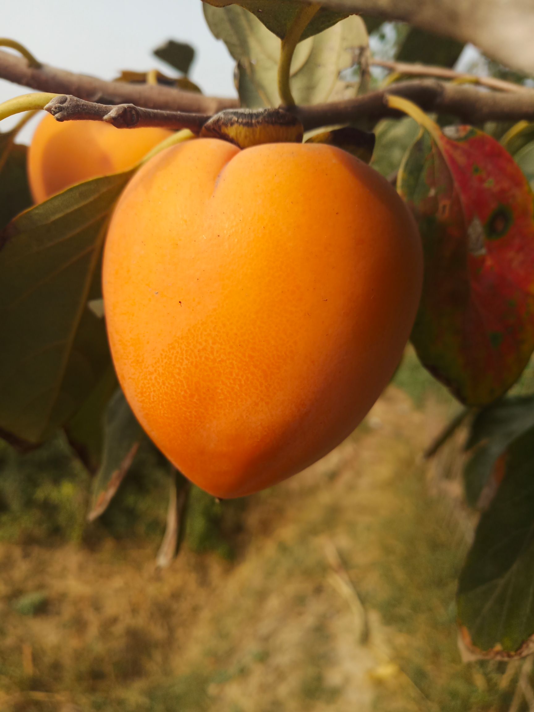 尖柿 2 - 3两以上