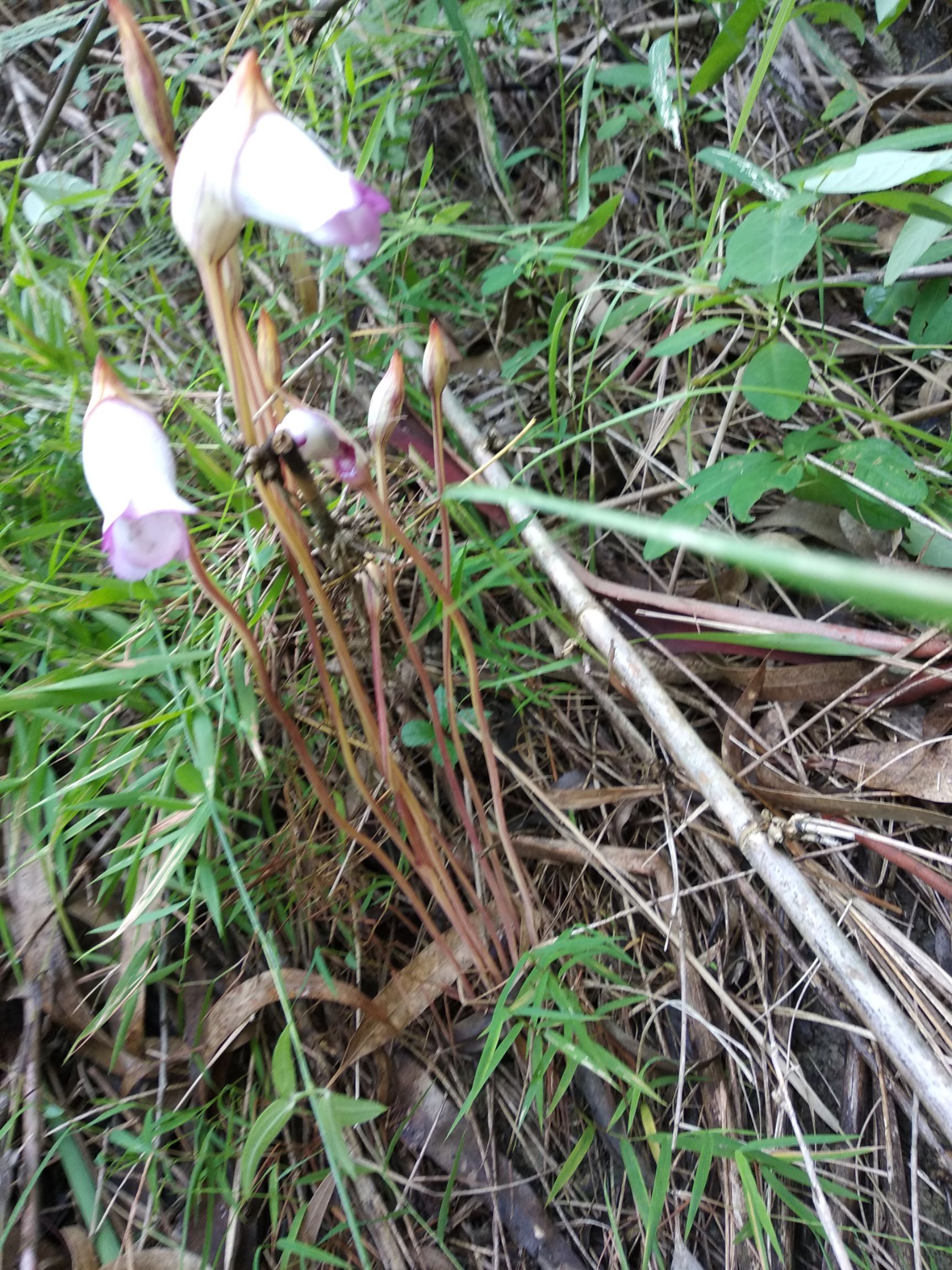  菰
