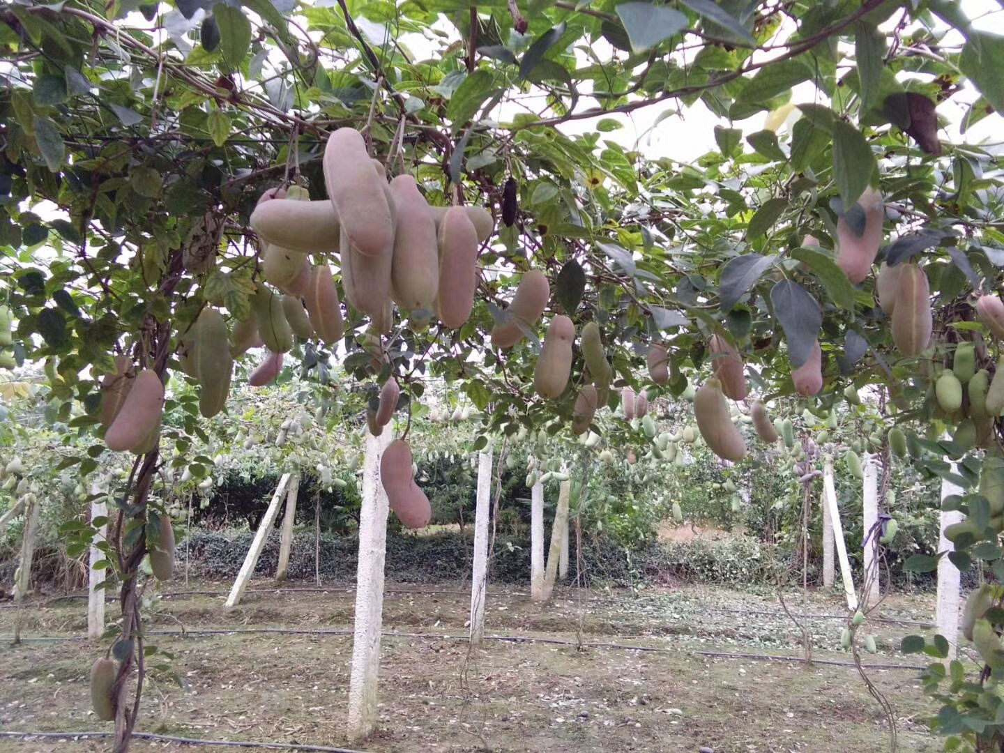  八月瓜野生新鲜水果5斤装湖南全国包邮又称野生香蕉