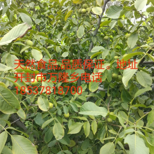 开封 供应纸皮核桃个大,皮薄,口味好。