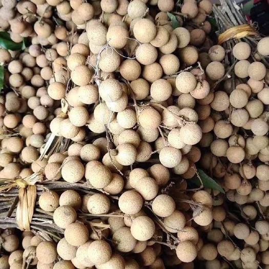 泸县泰国龙眼 各种规格都有可以长期合作量大可谈保证质量品质肉多个大味道甜