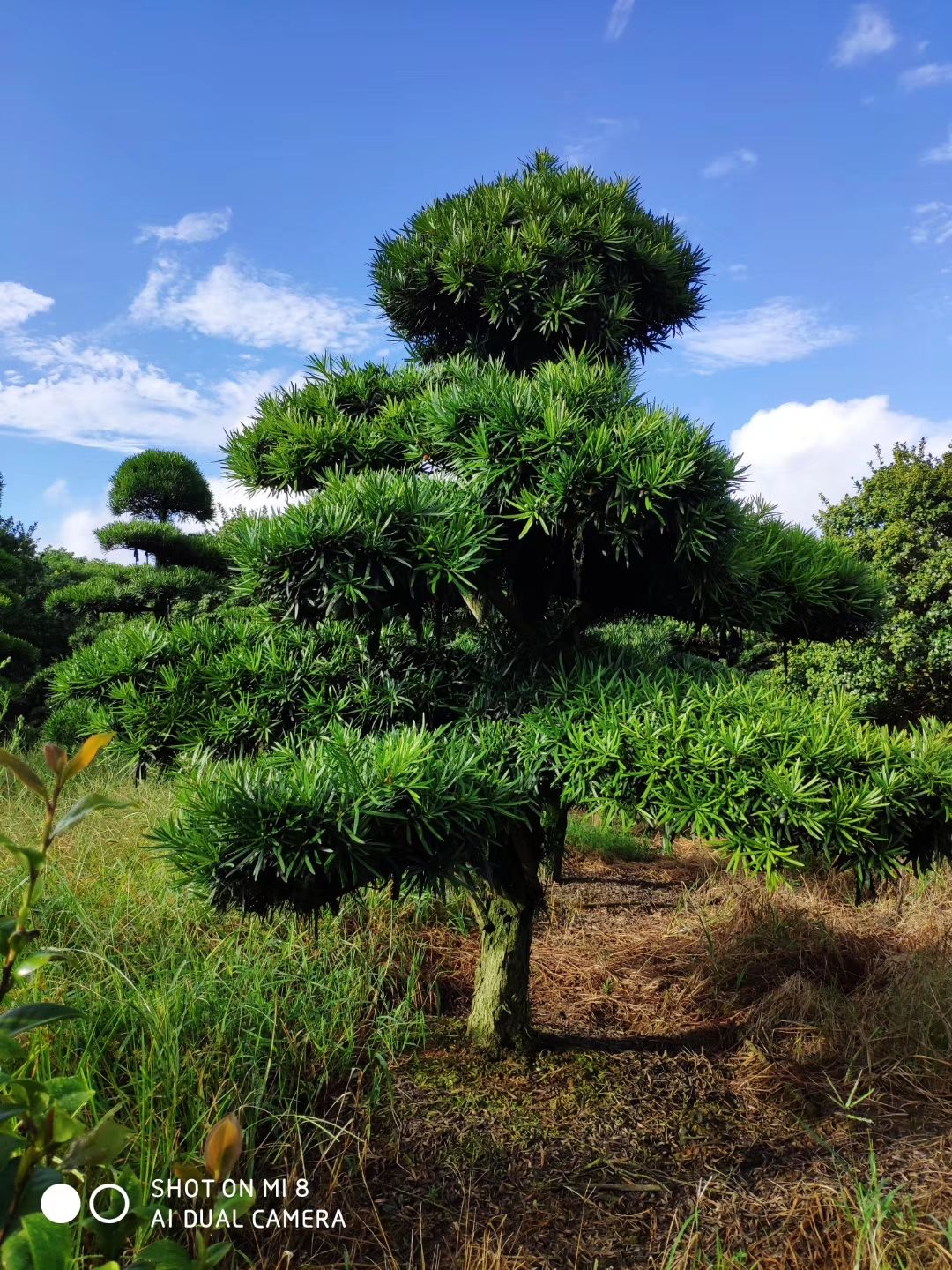 精品造型罗汉松