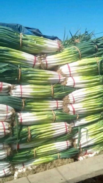 产地直销长白大葱大量供货协办找车装车价格便宜