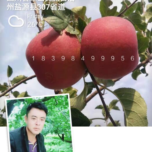 盐源县 大凉山盐源泸沽湖畔高原糖心苹果