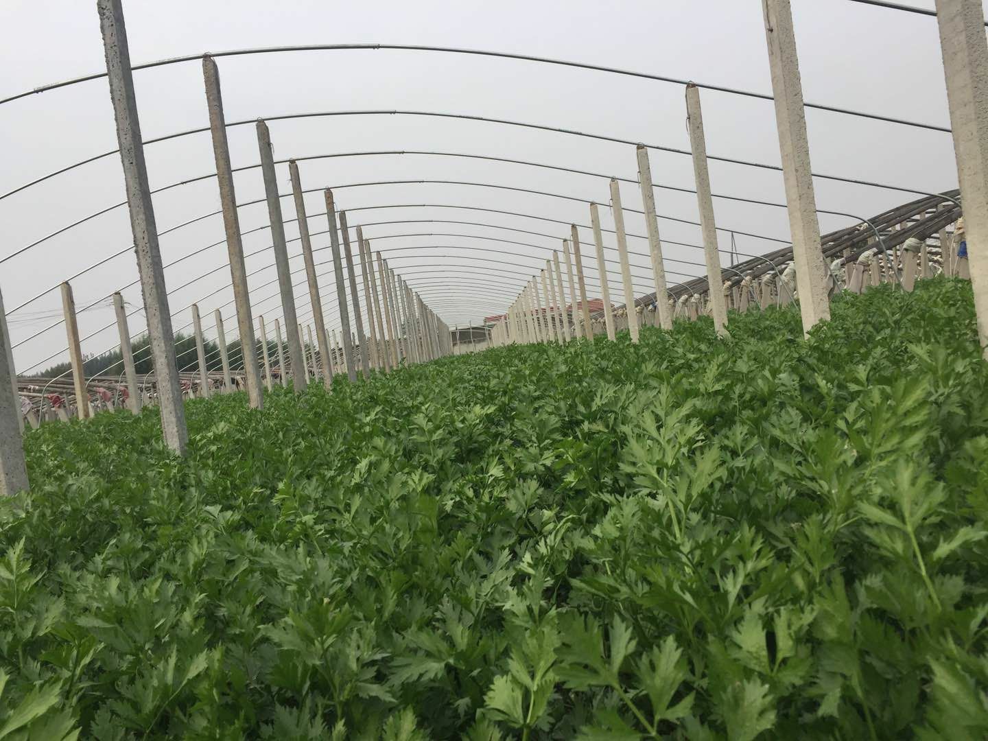  章丘鲍芹，合作社种植，酒店超市**