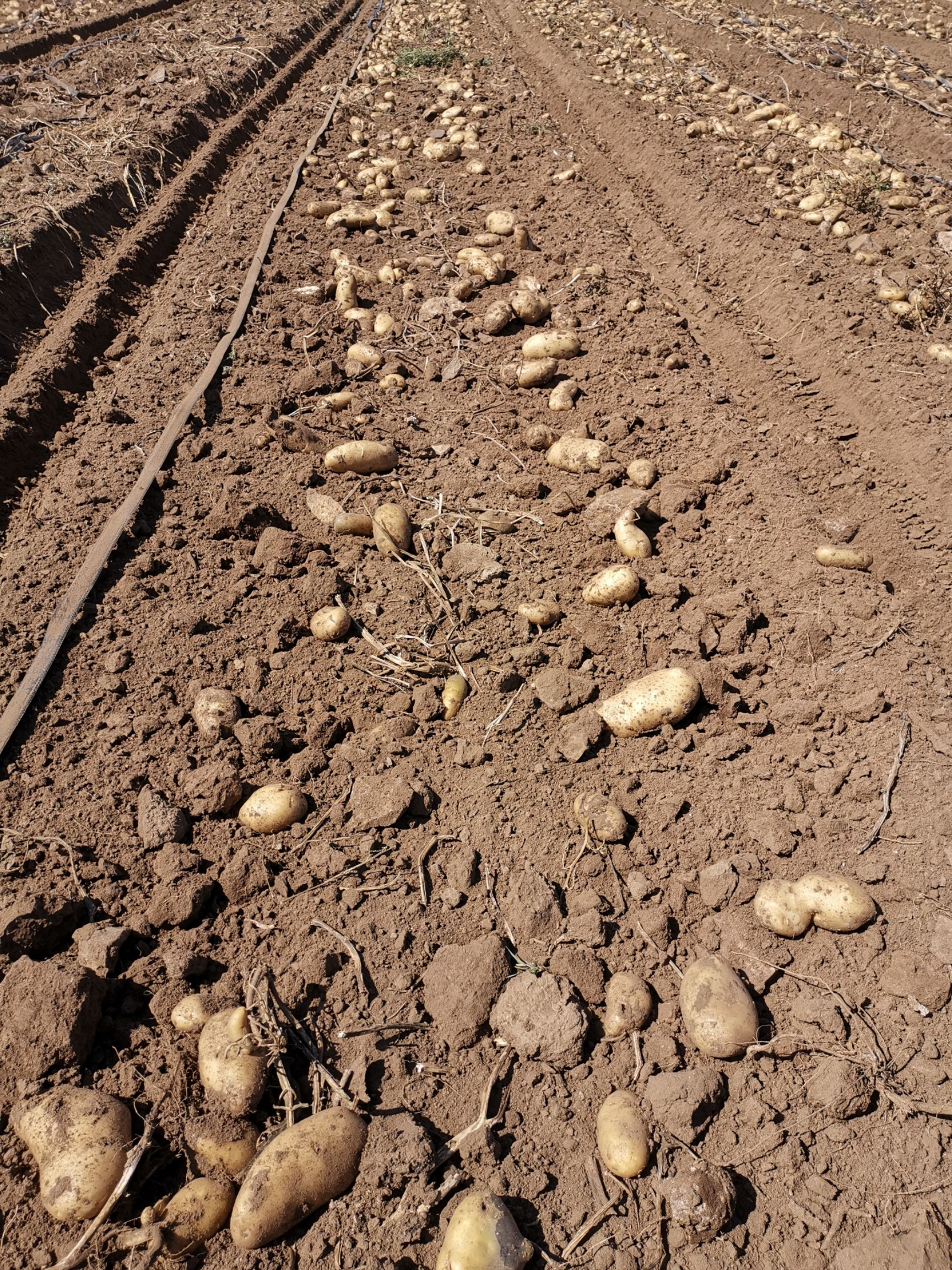 思凡特土豆 思凡特～价格美丽呦