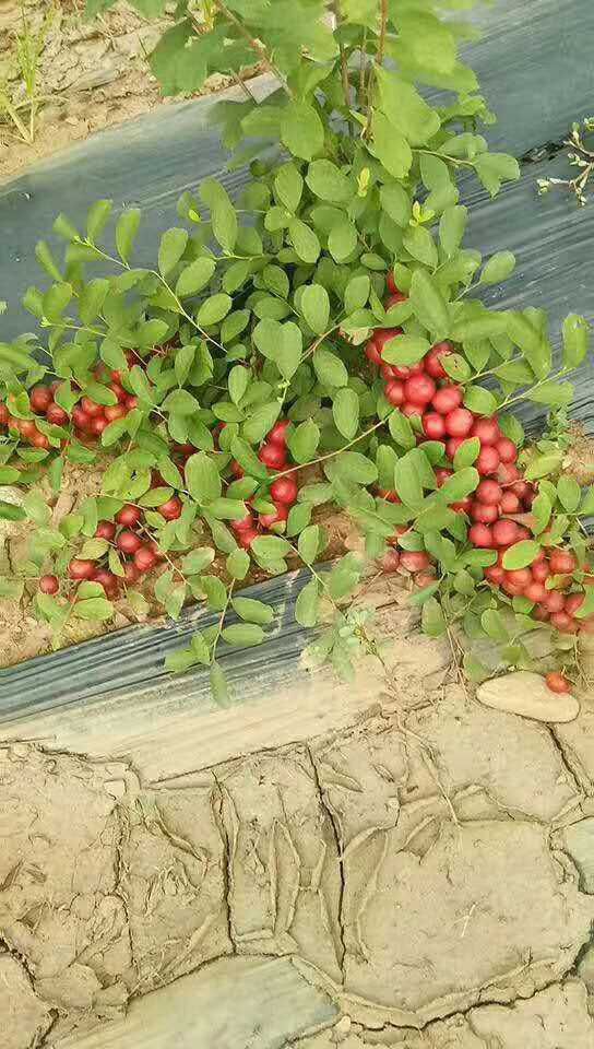  基地培育钙果树苗 耐旱钙果苗 1-3年苗