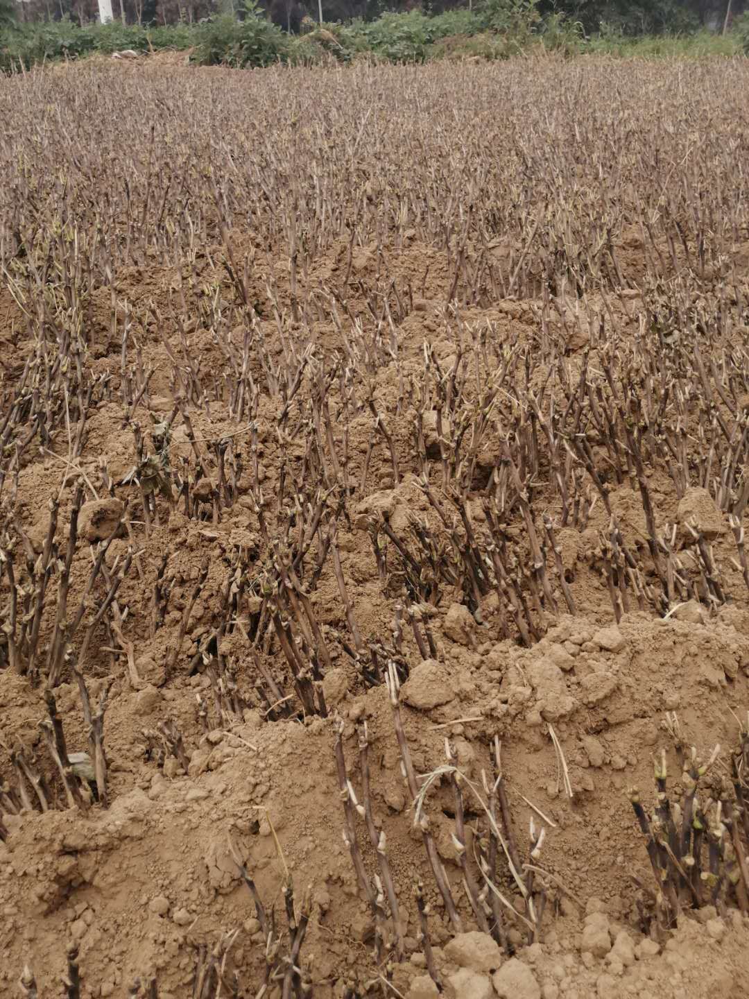  观赏牡丹，观赏芍药基地