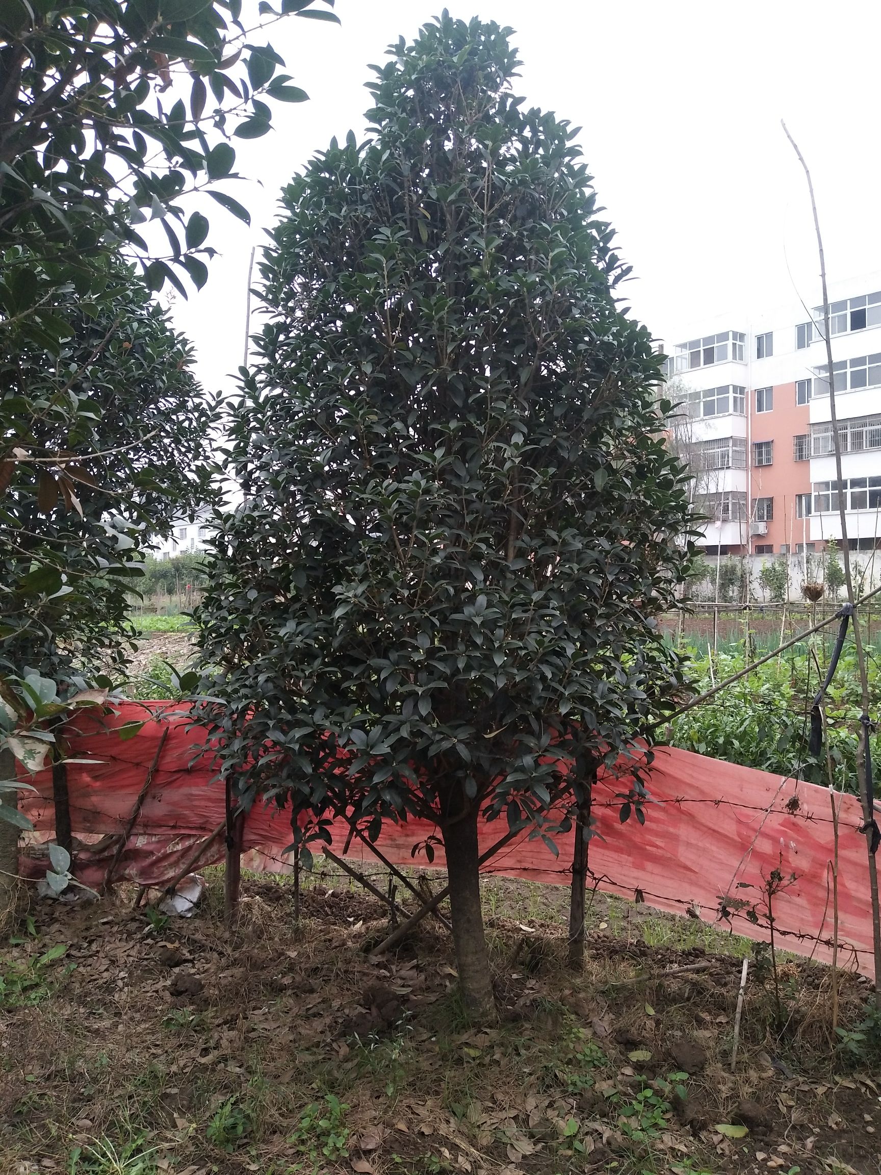 金桂 地径56789公分到15公分桂花