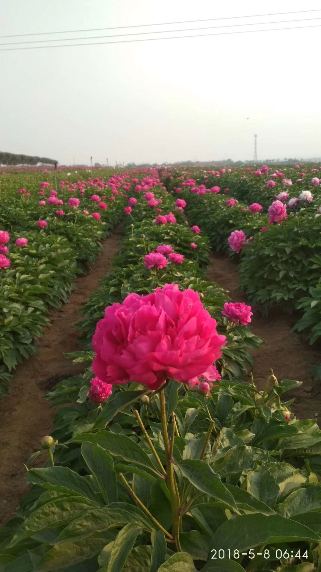 白芍种苗 白芍  芍药，精品观赏芍药，几十个品种，多层花，保