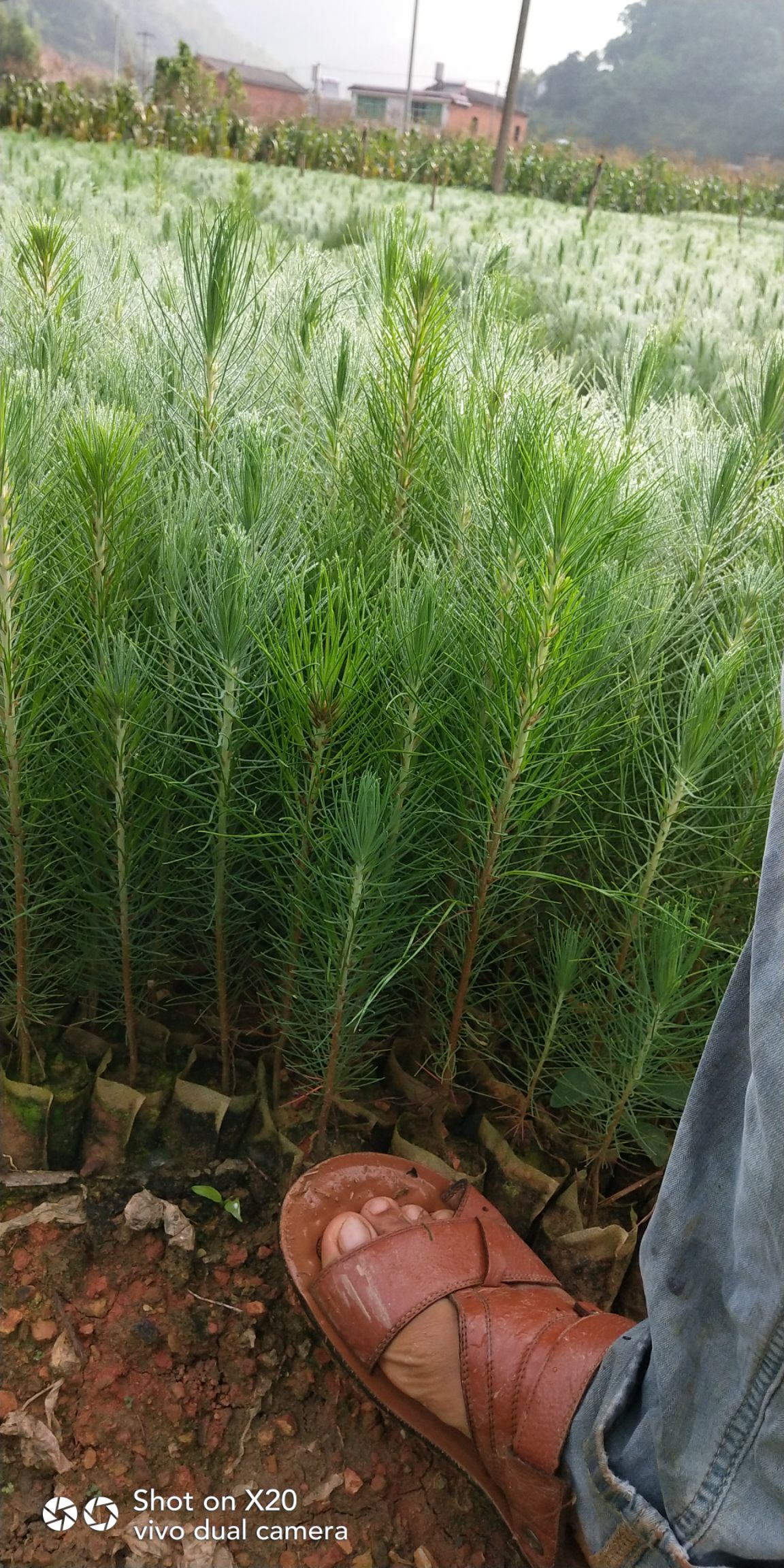 杉木树苗 杉木苗，油茶苗，1512689湿地松树苗，青花椒苗