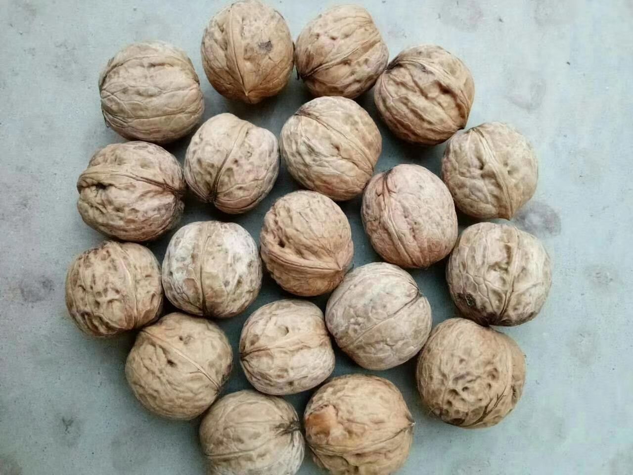 甘肃陇南干核桃，好吃不贵，油香味浓