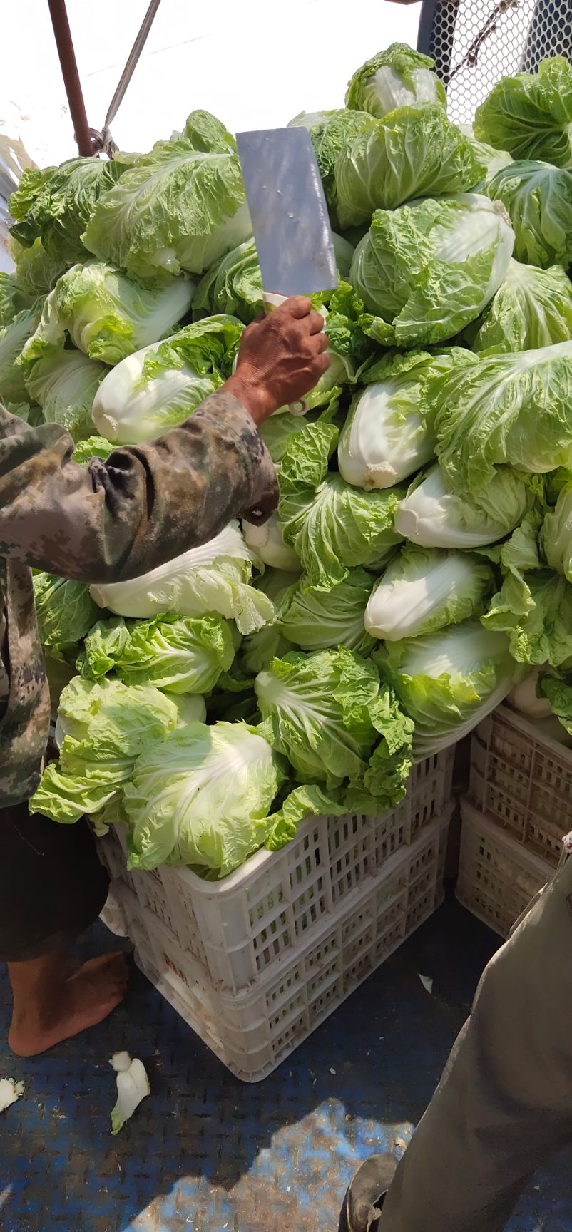 黄心大白菜  夏阳白菜，抗热王白菜，山东肥城大量供应，山东大白菜