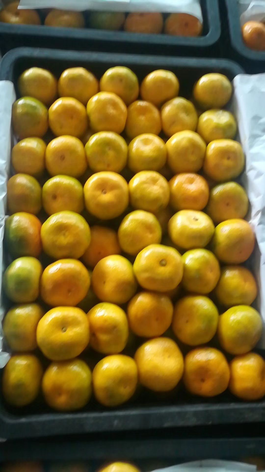  湖北蜜桔（特早蜜桔）产地直供