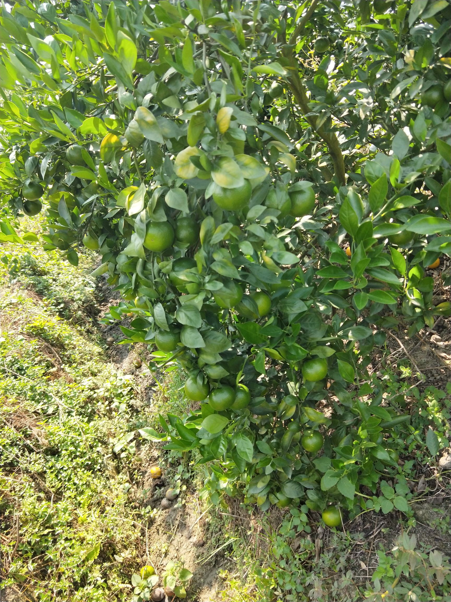 皇帝柑，对接社区团购，整车落地对接，