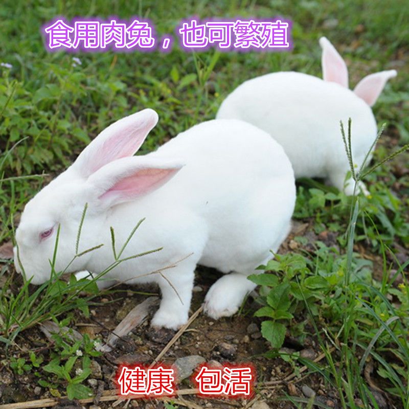 肉兔  新西兰大白兔种兔活体发货3斤青年兔，具体咨询客服