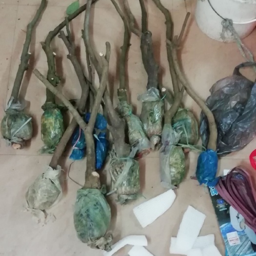 广州仙进奉荔枝苗  增城基岗正宗仙进奉高压苗
