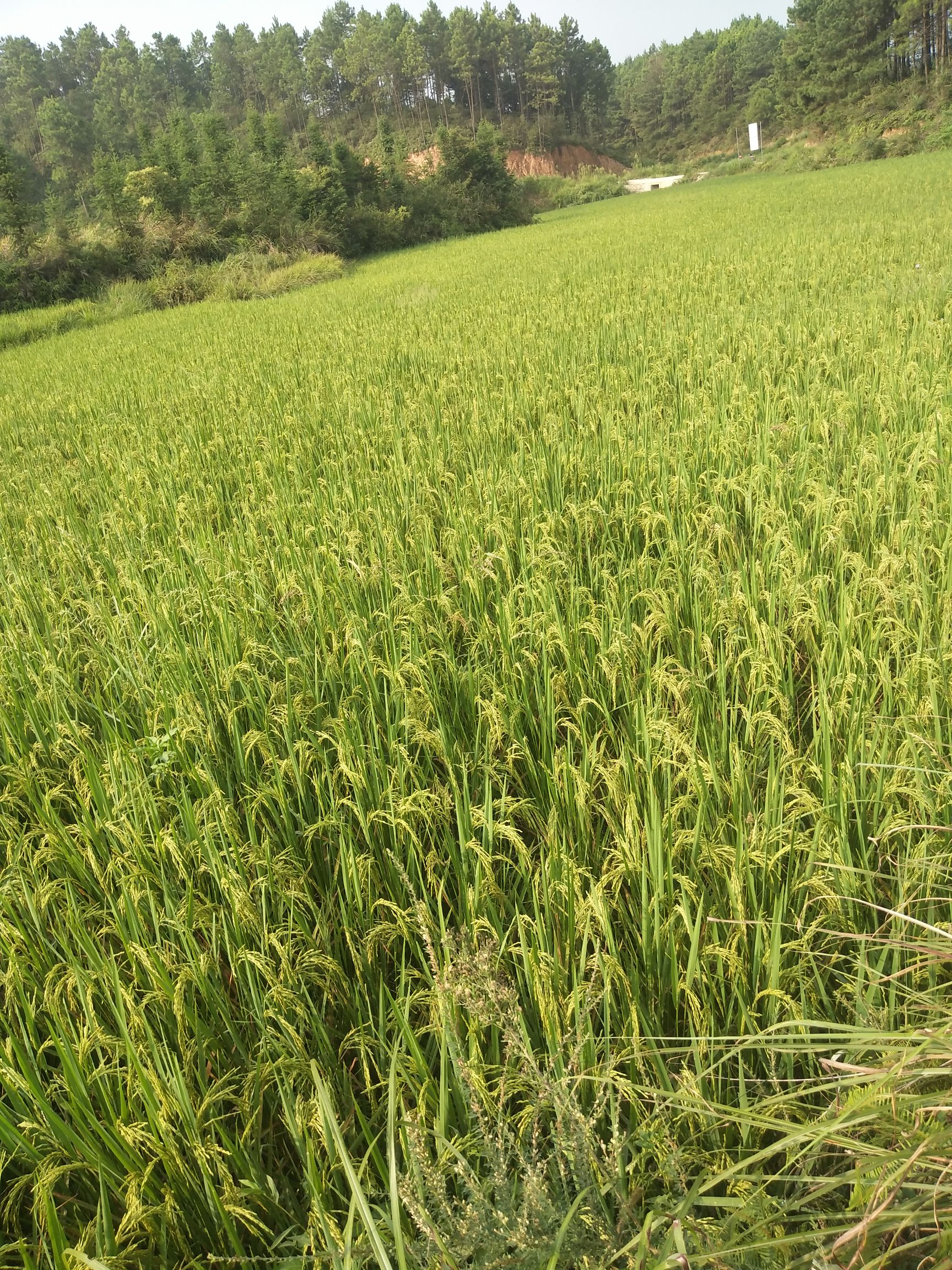 高山生态大米 生态农场生产的生态产品！让大家家人生体更健康的放心产品。