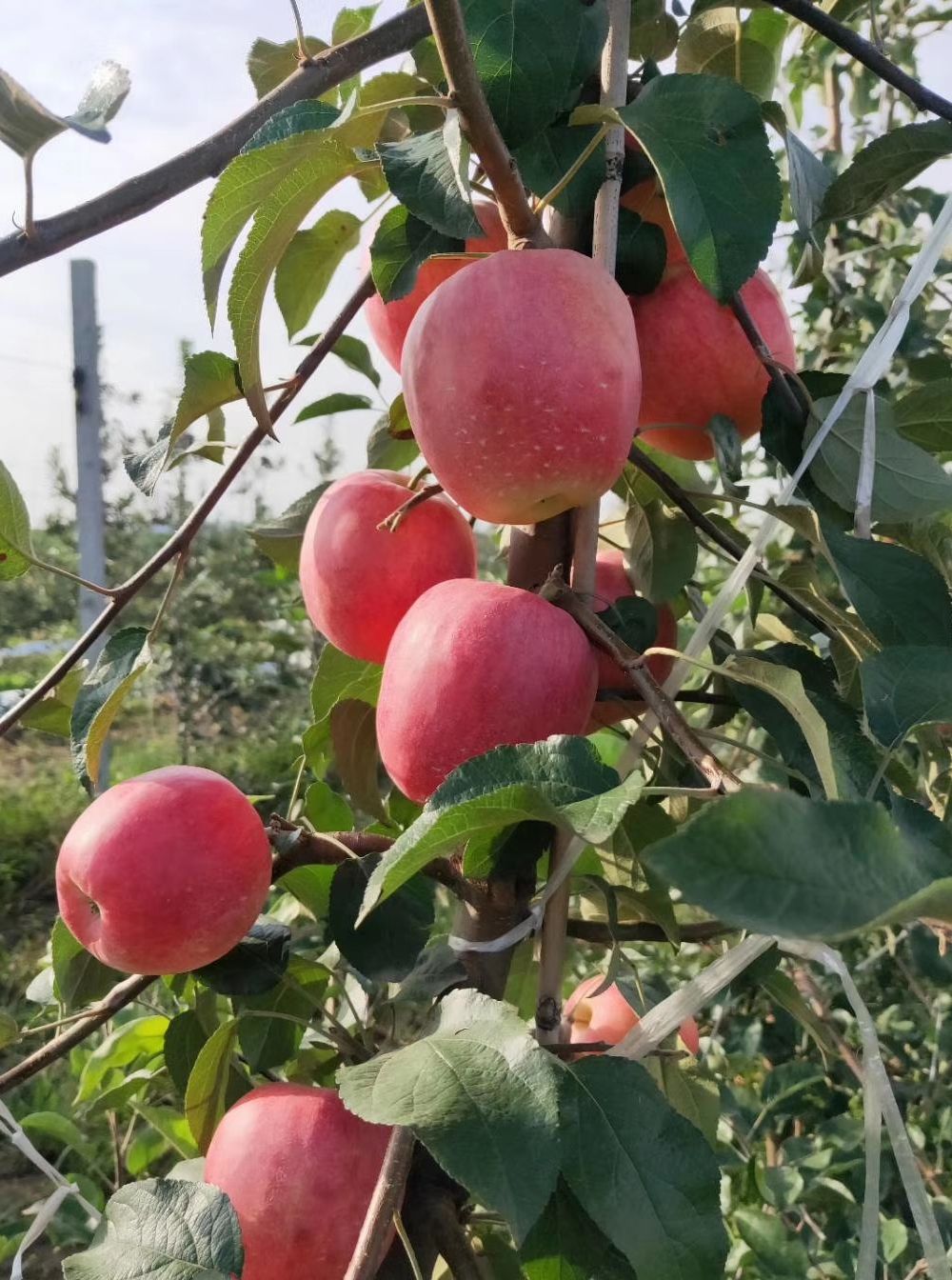 魔笛苹果苗  【魔 笛】矮化中间砧三年生成品苗苹(授粉树)