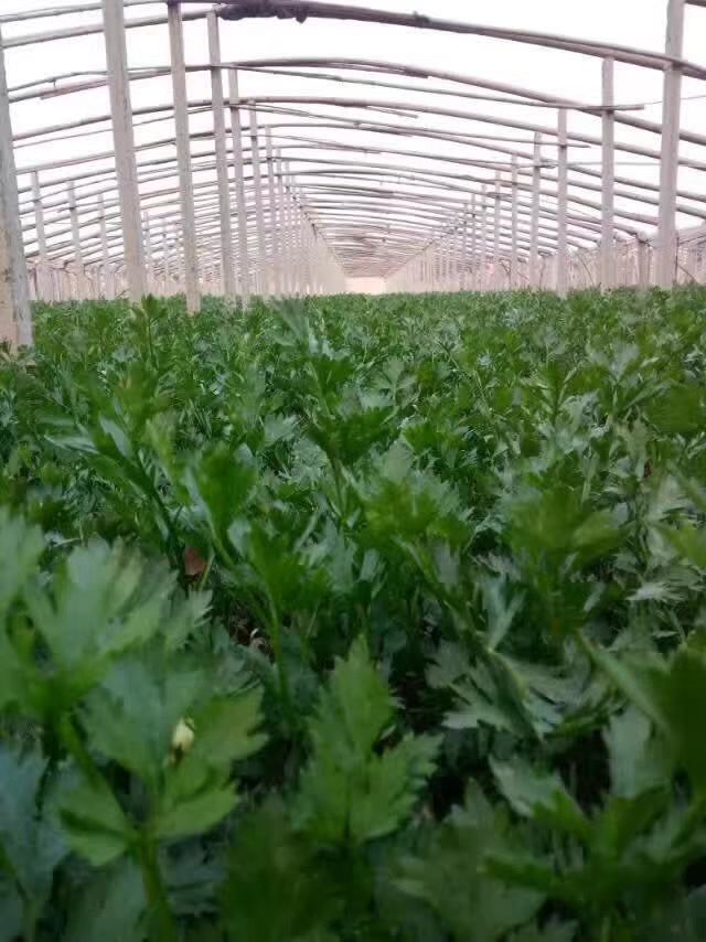 章丘鲍芹，合作社种植，酒店商超专用