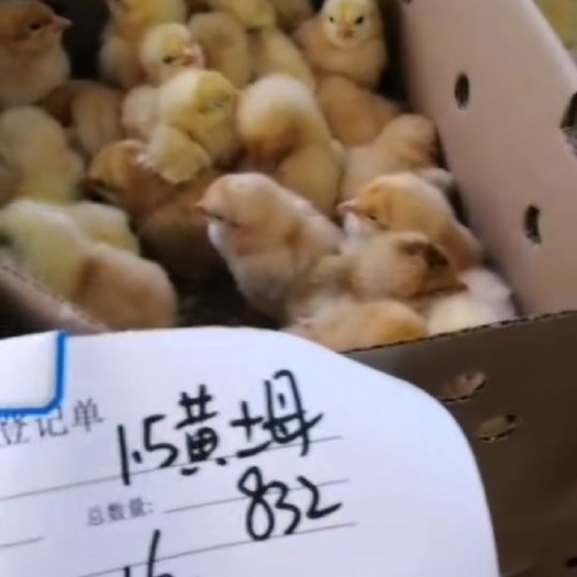衡阳土鸡苗 黄土1.5