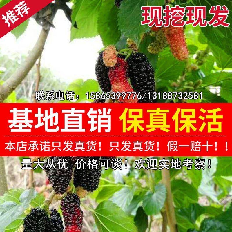  桑山桑苗，包质量，包品种，包存活率 死亡苗补发