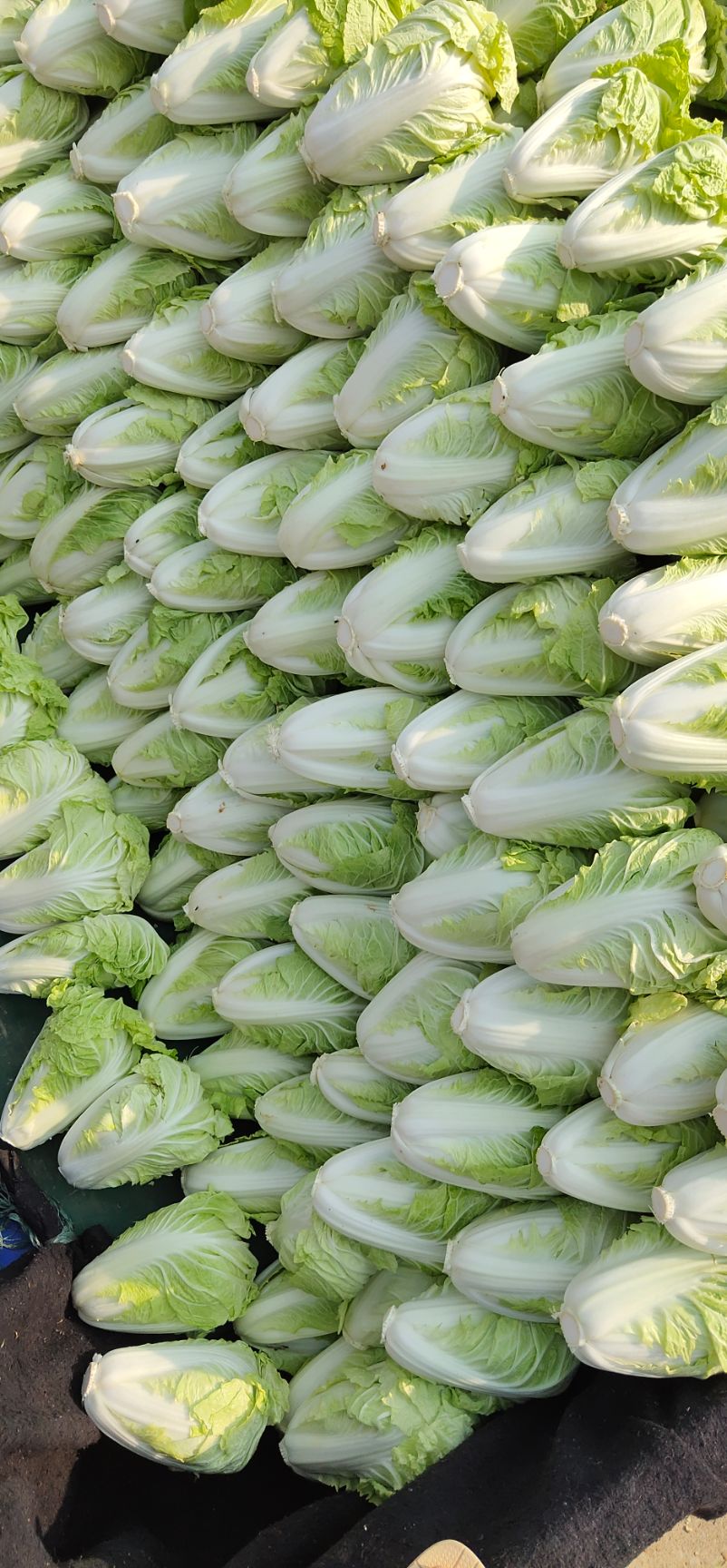 黄心大白菜  夏阳白菜，抗热王白菜，山东肥城大量供应，山东大白菜