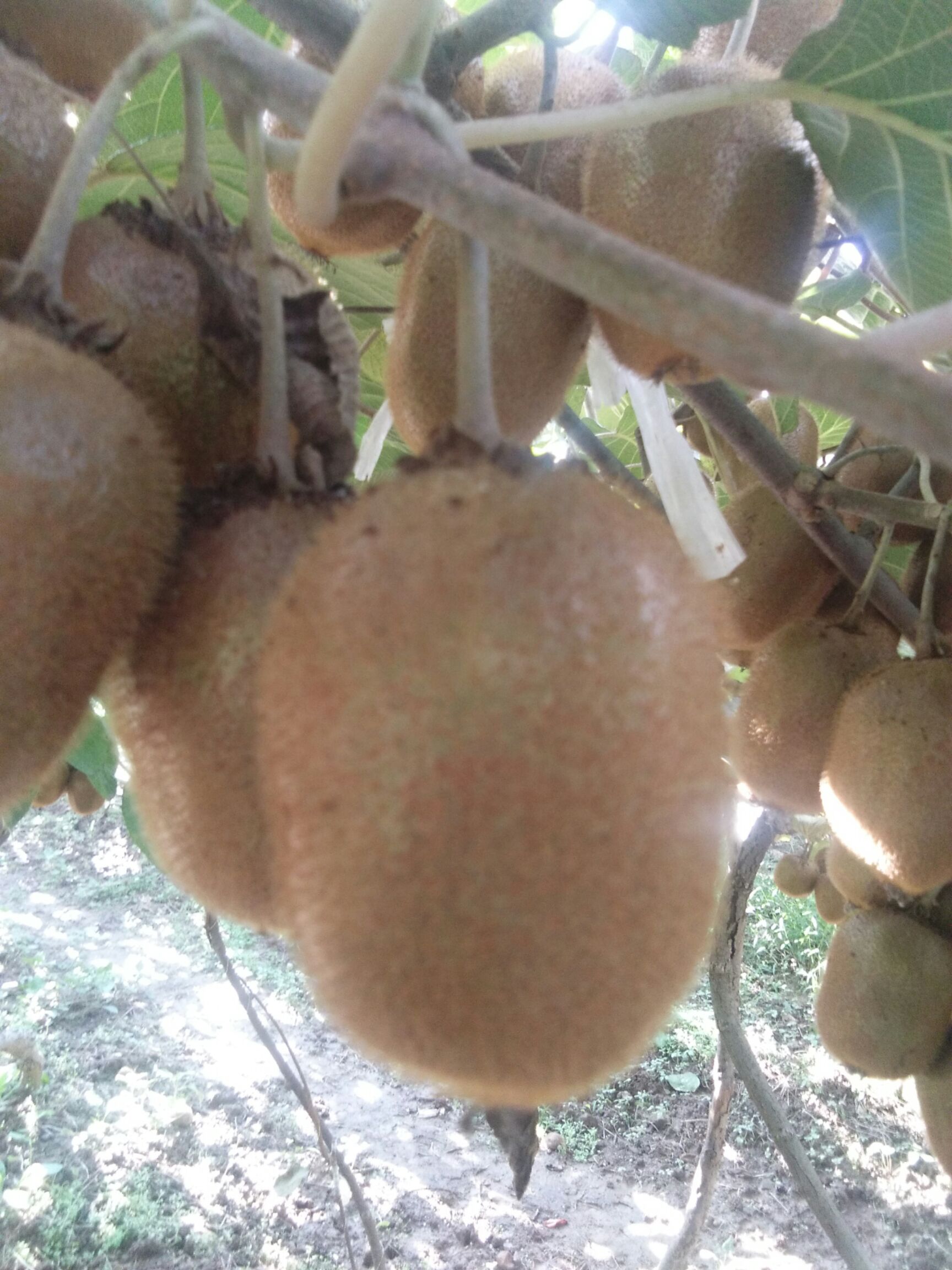  陕西眉县猕猴桃