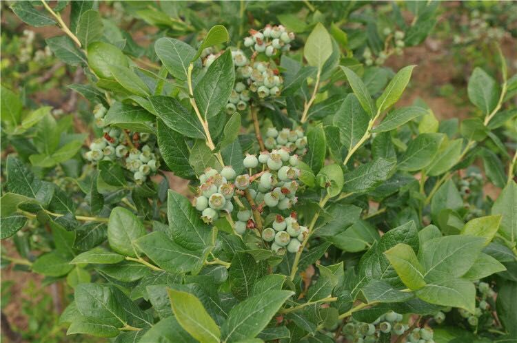  【 死苗补发】蓝莓苗 黑珍珠蓝莓 北陆蓝丰  大量供应包成活