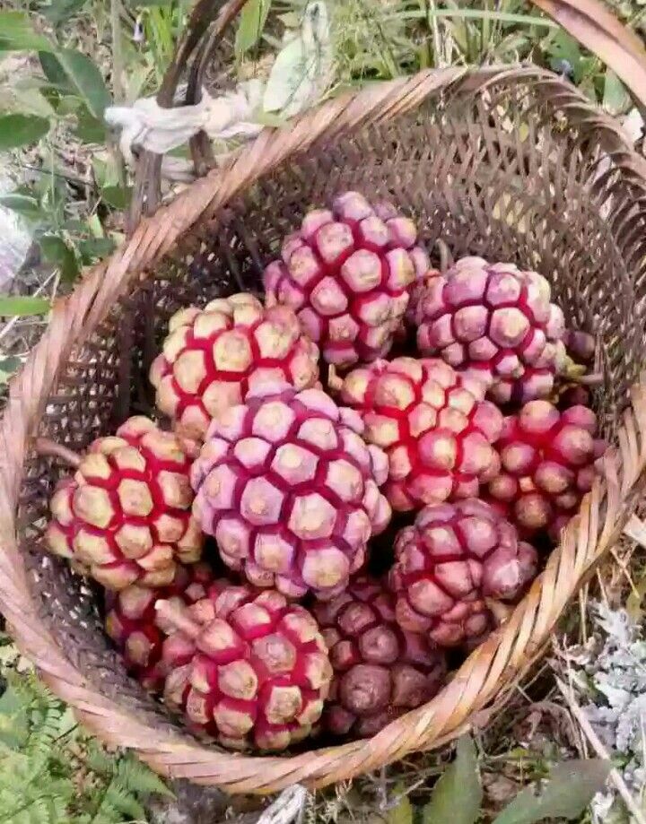  高海拔产的黑老虎