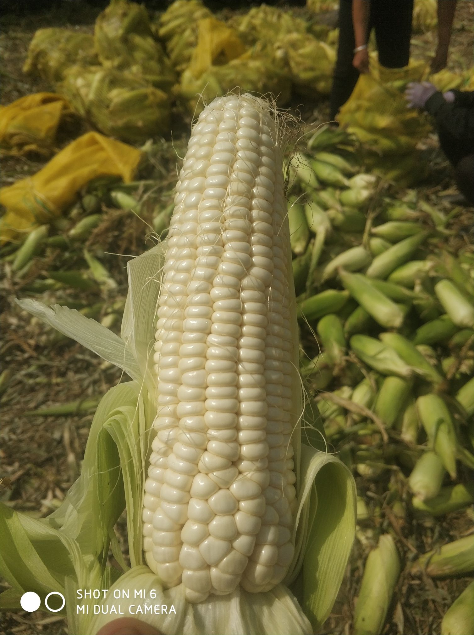 精品糯玉米大量上市