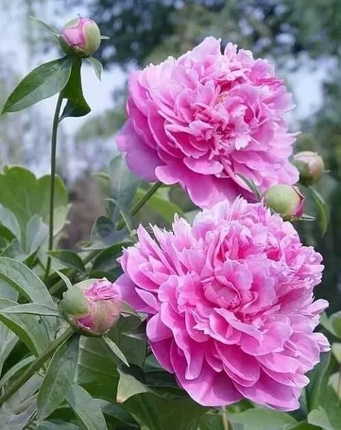 白芍种苗 白芍  芍药，精品观赏芍药，几十个品种，多层花，保