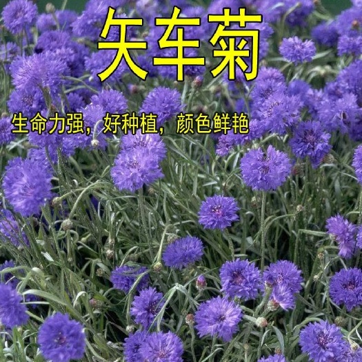 沭阳县散装矢车菊种子 蓝色混色香矢车菊 阳台盆栽 四季易播 包邮