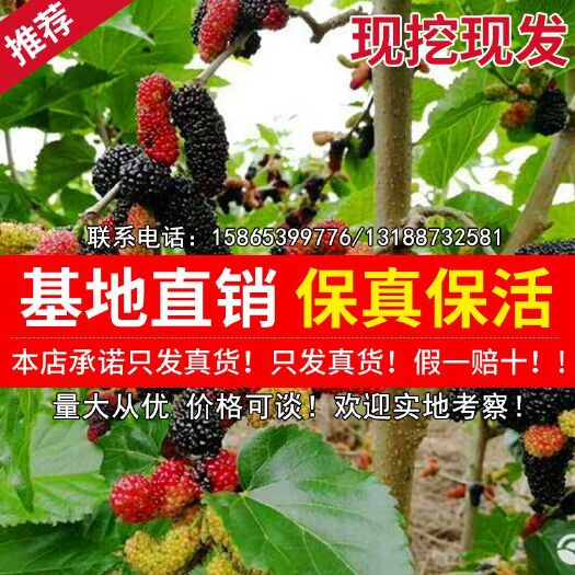 平邑县 桑葚大叶桑苗，包质量，包品种，包存活率 带原土球发货
