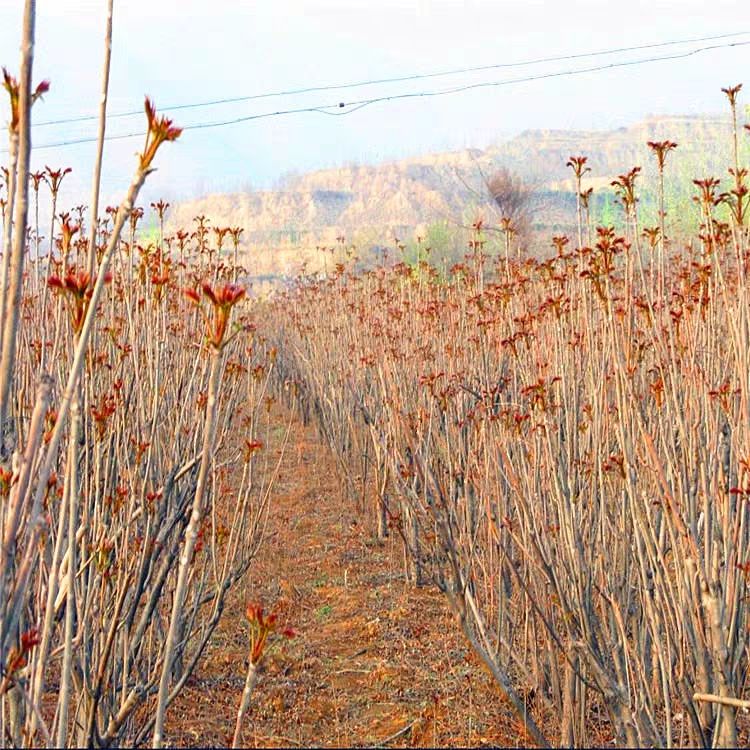红油香椿苗 珍品红油香椿树苗南北方种植，盆栽地栽，香味醇厚，餐桌佳品